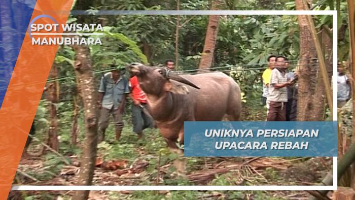 Upacara Reba NTT, Pemotongan Hewan Ternak Sebagai Rasa Syukur Kepada Tuhan