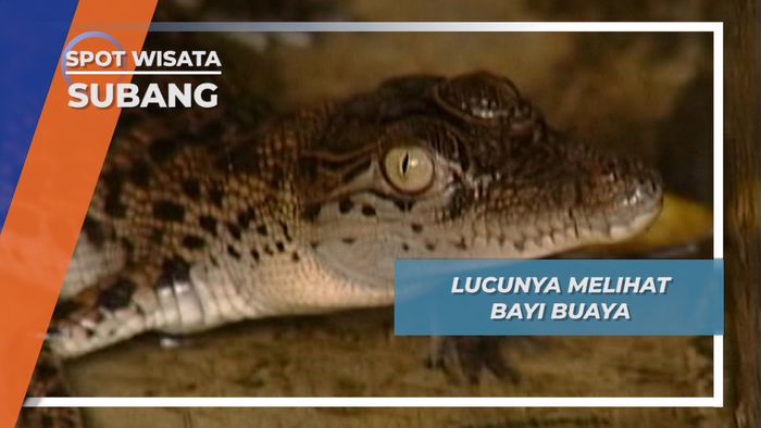 Bayi Buaya Subang, Si Kecil yang Imut Lucu, Bergigi Setajam Silet