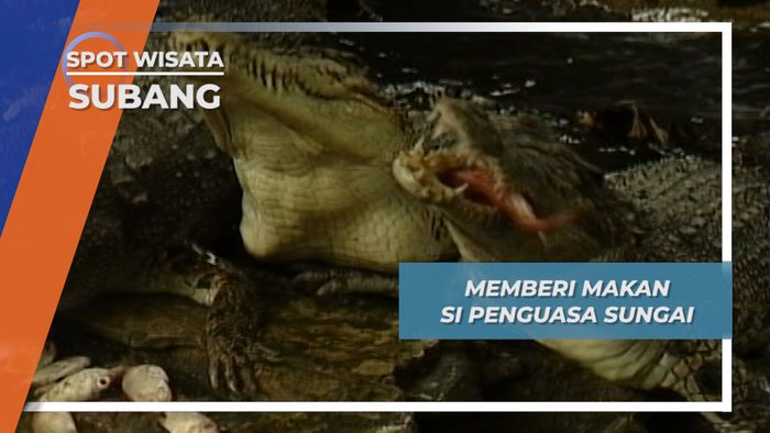 Belanja Ikan di Pelelangan, untuk Makan si Penghuni Muara Subang