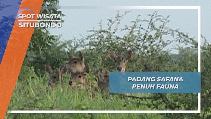 Rasa Afrika ala Padang Safana Bekol Baluran Situbondo