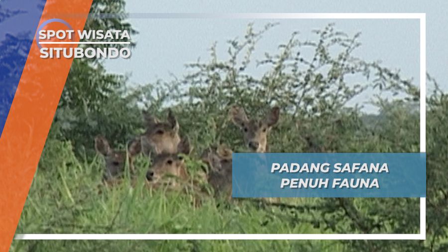 Rasa Afrika ala Padang Safana Bekol Baluran Situbondo
