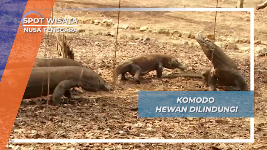 Komodo dan Taman Nasional Habitat Alami Nusa Tenggara