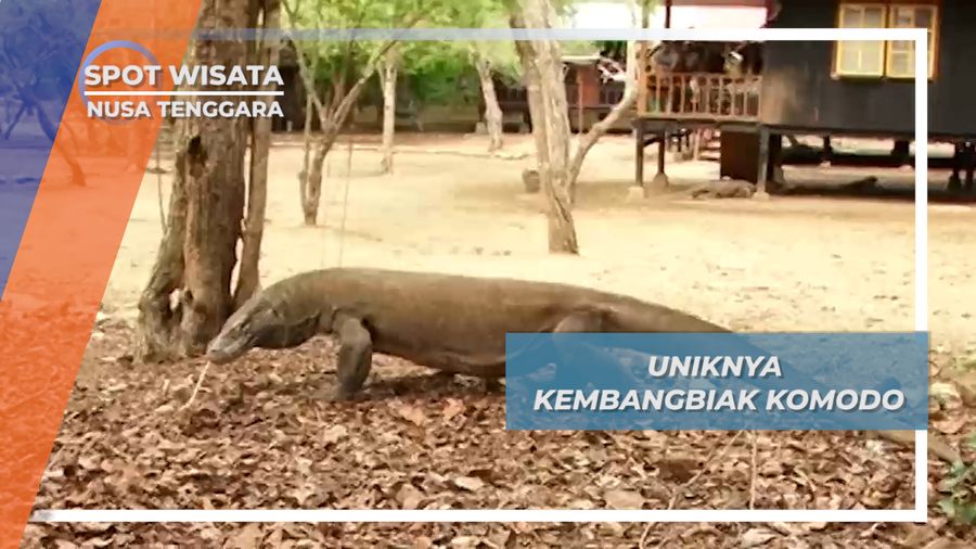 Komodo, Konservasi Persaingan Berkembangbiak Nusa Tenggara