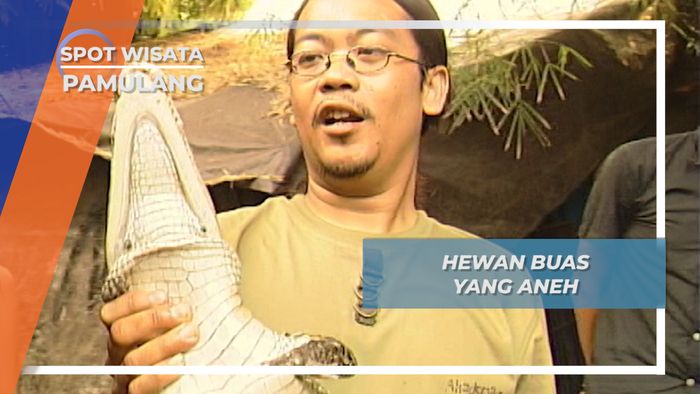 Binatang Peliharaan yang Tak Biasa, Pamulang