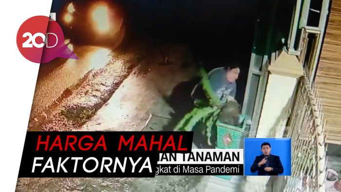 Tips Agar Tanaman Hias Aman dari Incaran Pencuri