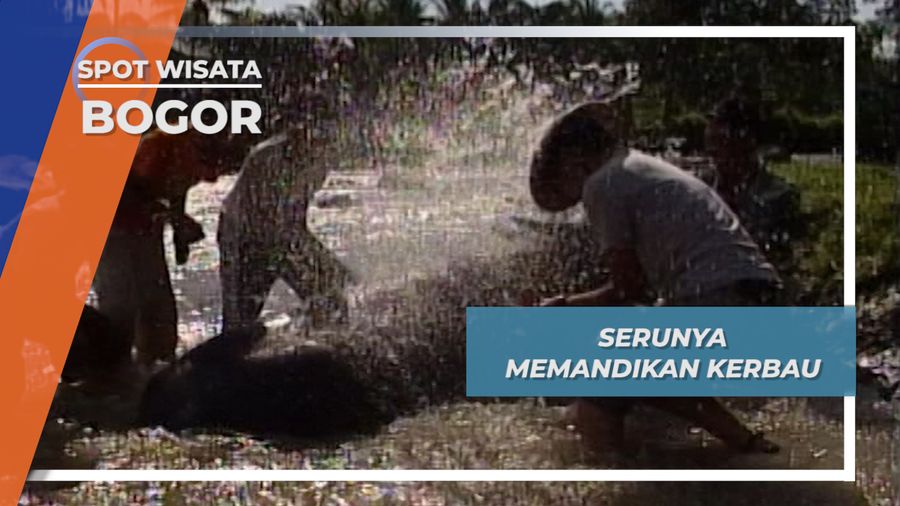 Seru Memandikan Kerbau di Sungai Cinangneng Bogor