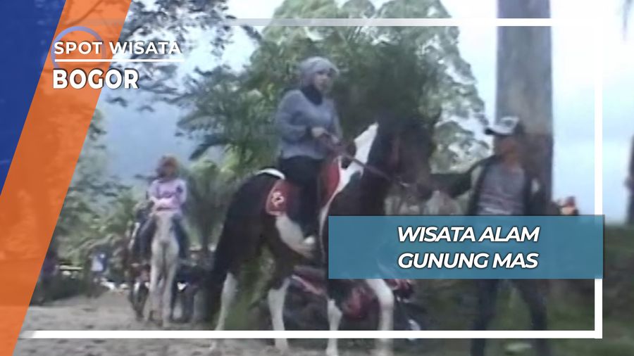 Gunung Mas Puncak, Wisata Berkuda  Di Tengah Hamparan Kebun Teh