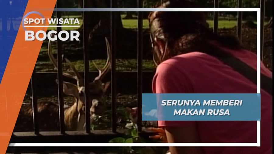 Berbekal Kangkung dan Wortel, Bertemu Rusa di Kota Hujan Bogor