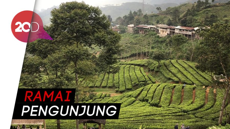 Suasana Puncak Bogor Jelang Libur Panjang
