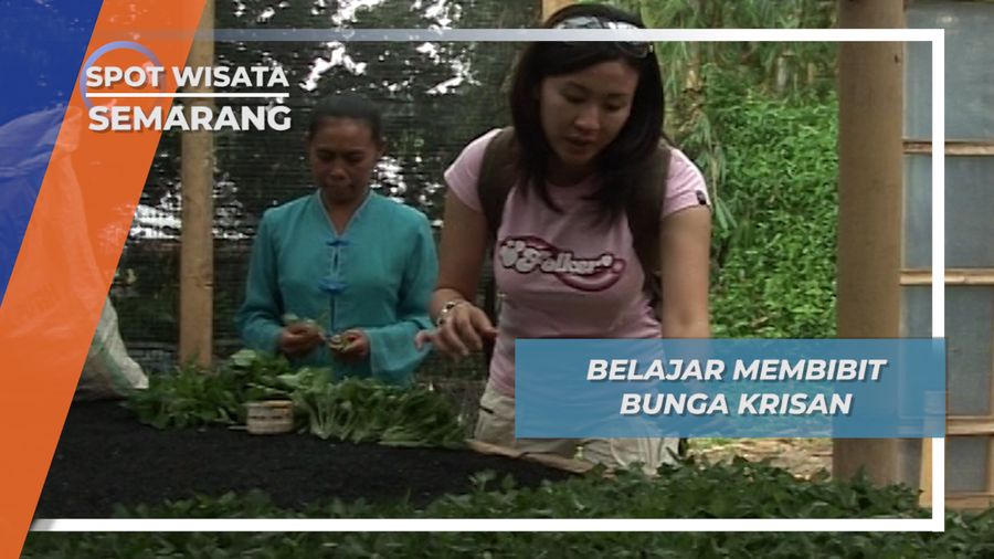 Belajar Membibit Bunga Krisan, Semarang