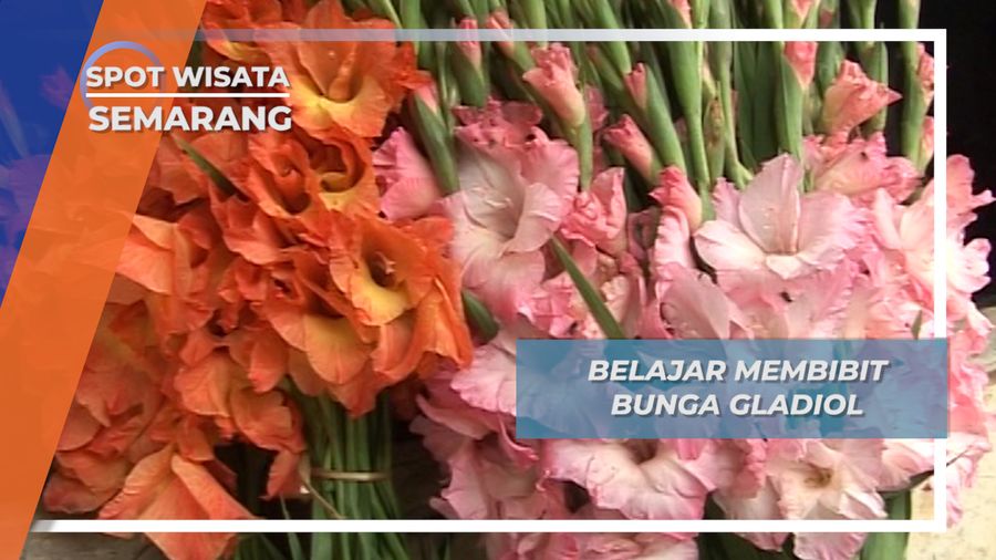 Belajar Membibit Bunga Gladiol, Semarang