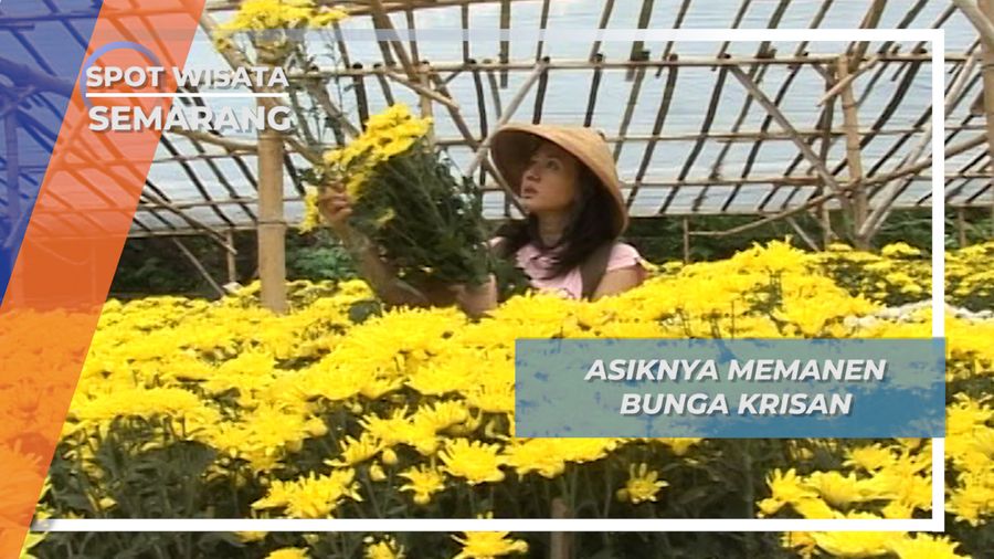 Panen Bunga Krisan, Petik Cantik ala Bandungan Semarang