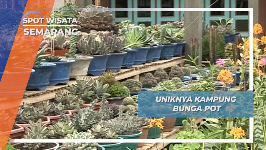 Kopeng, Kampung Bunga Pot Andalan nan Cantik di Semarang