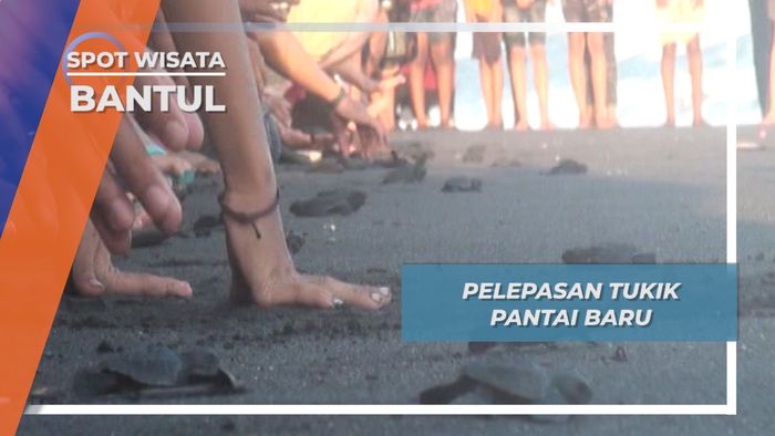Menyelamatkan Populasi Penyu di Pantai Baru Bantul
