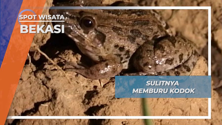 Patromax dan Jaring, Alat bantu Tangkap Kodok di Malam Hari, Bekasi