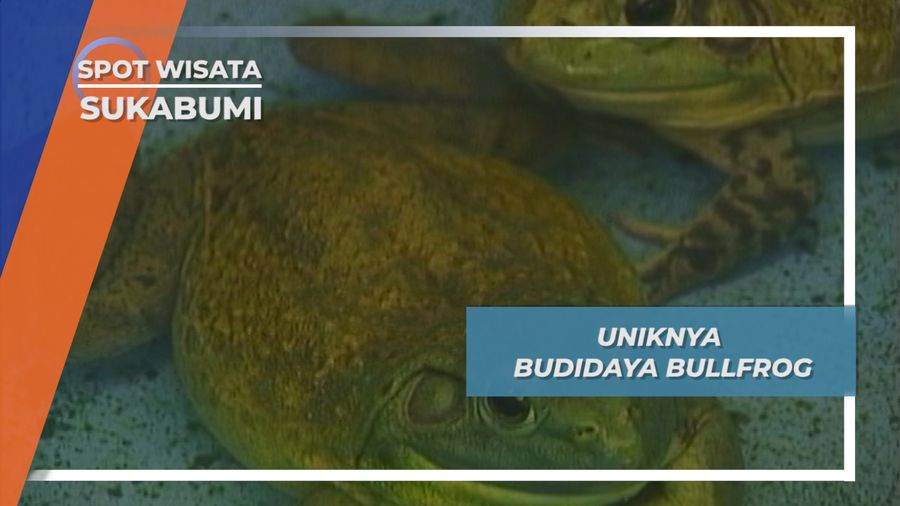 Bullfrog, Kodok Amerika yang Bersuara Besar, Sukabumi