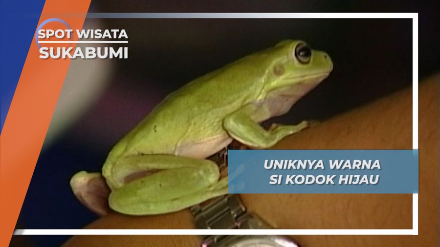 Kodok Hijau Irian, Warna Terang Unik si Pemakan Jangkrik