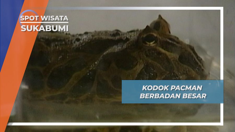 Pacman Argentina, Kodok Berbadan Besar yang Harganya Selangit