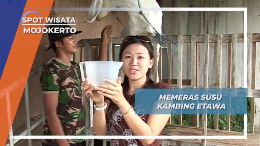 Memeras Susu Kambing Etawa Mojokerto 