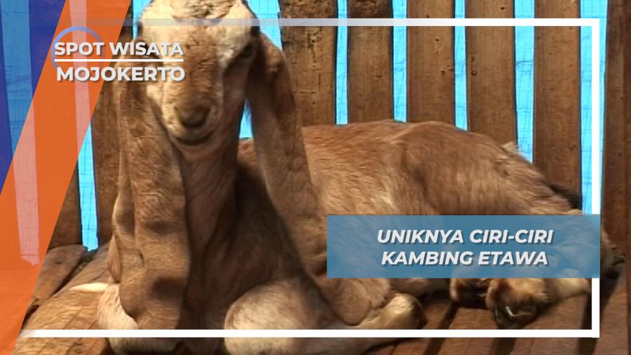 Ciri-ciri Kambing Etawa, Si Jamnapari Desa Cepokolimo Pacet Mojokerto 