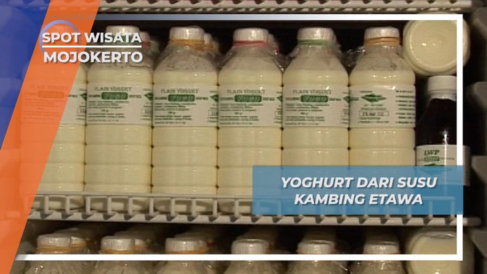 Yoghurt Rumahan Berbahan Susu Kambing Etawa, Mojokerto