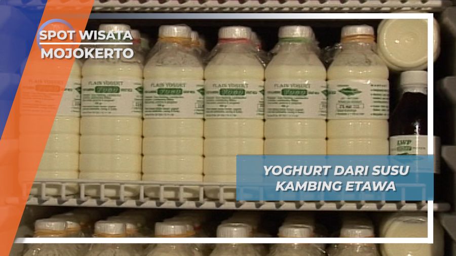Yoghurt Rumahan Berbahan Susu Kambing Etawa, Mojokerto