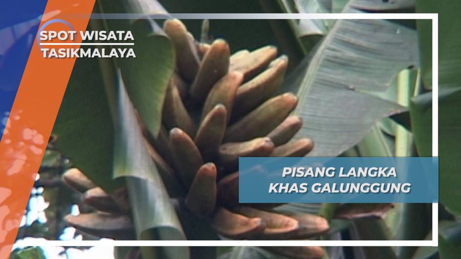 Pisang Ranggap, Langka dan Hanya Tumbuh di Gunung Galunggung Tasikmalaya