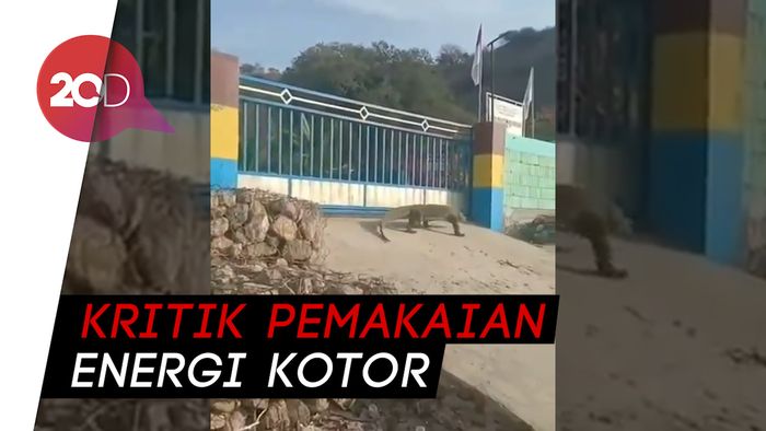 Viral Video Komodo Nyasar ke PLTD PLN