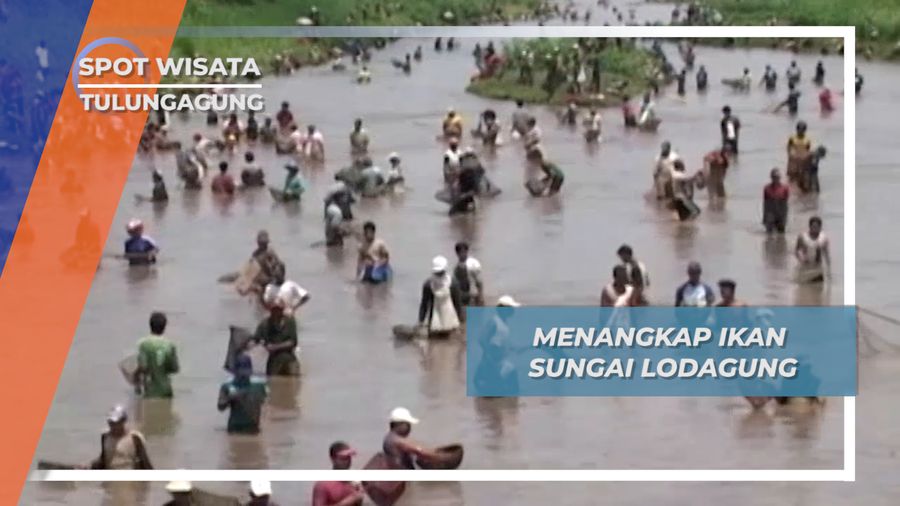 Menangkap Ikan Sungai Lodagung Tulungagung