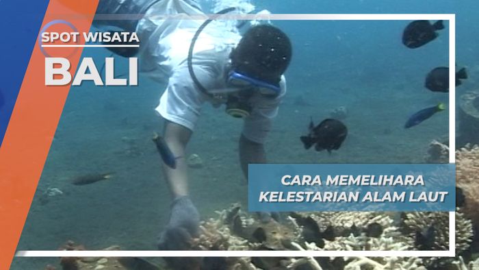 Penangkapan Ikan Hias yang Ramah Lingkungan, Bali
