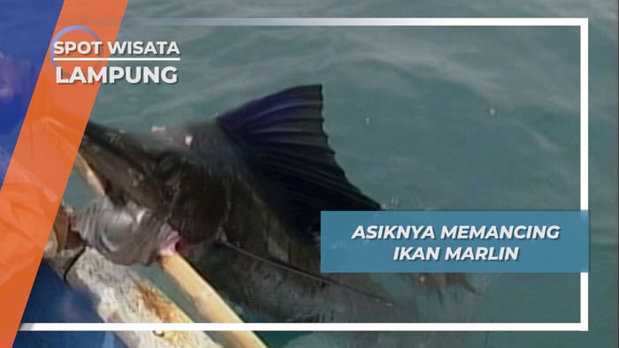 Memancing Ikan Marlin di Perairan Lampung, Ikan Favorit Para Pemancing