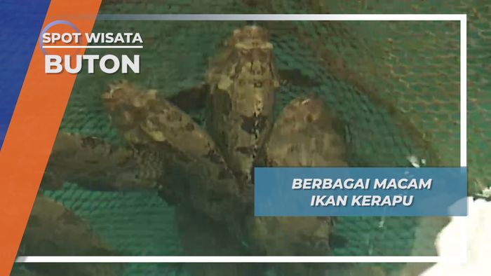 Ikan Kerapu, Ikan yang Banyak Dicari dan Banyak Jenisnya, Buton