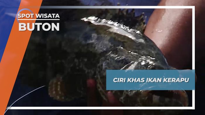 Memilih Ikan Kerapu dengan Kualitas yang Baik, Buton