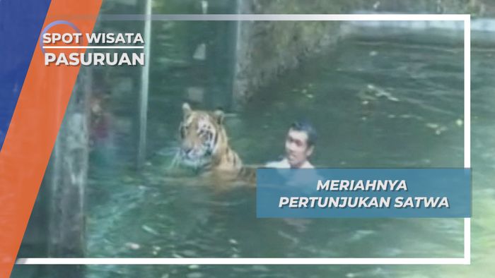 Berenang Dengan Harimau Benggala, Atraksi Pertunjukan Satwa Pasuruan