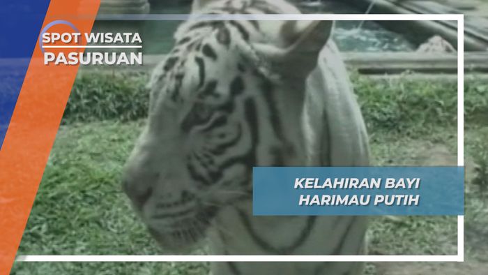 Kelahiran Bayi Harimau Putih, Pasuruan