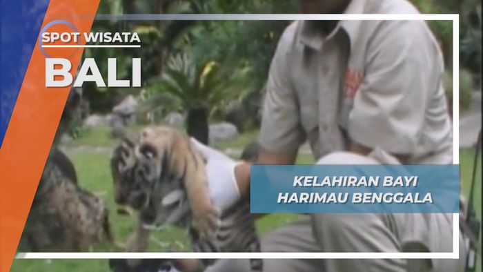 Kelahiran Harimau Benggala, Bali