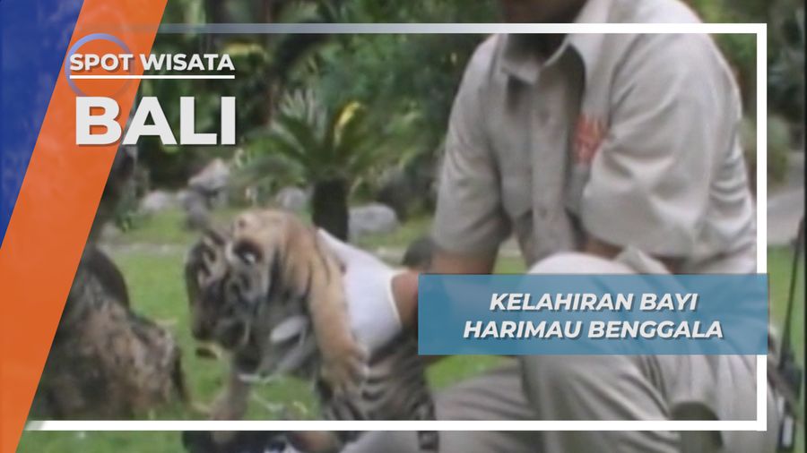 Kelahiran Harimau Benggala, Bali