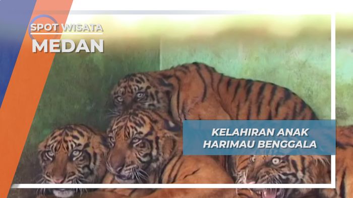 Empat Harimau Muda, Penghuni Baru Kebun Binatang Medan