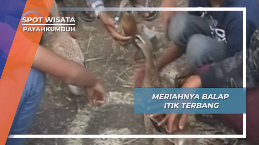 Meriahnya Balap Itik Terbang, Payakumbuh