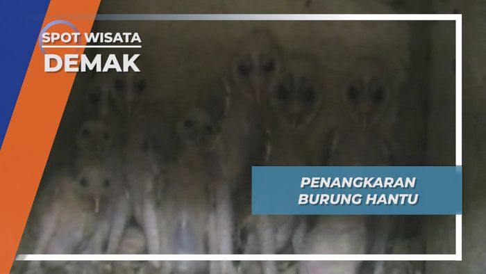 Penangkaran Burung Hantu, Demak