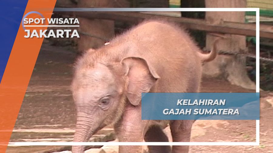 Kelahiran Gajah Sumatera, Jakarta