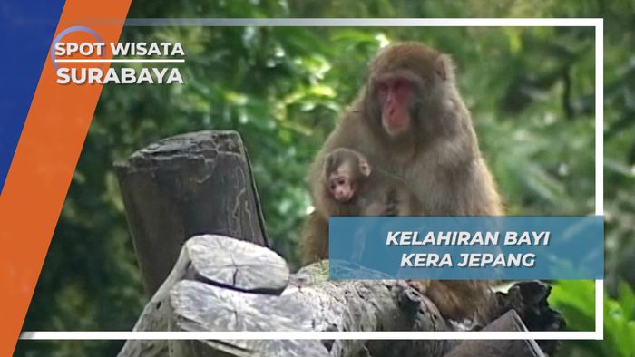 Kelahiran Bayi Kera Jepang, Surabaya
