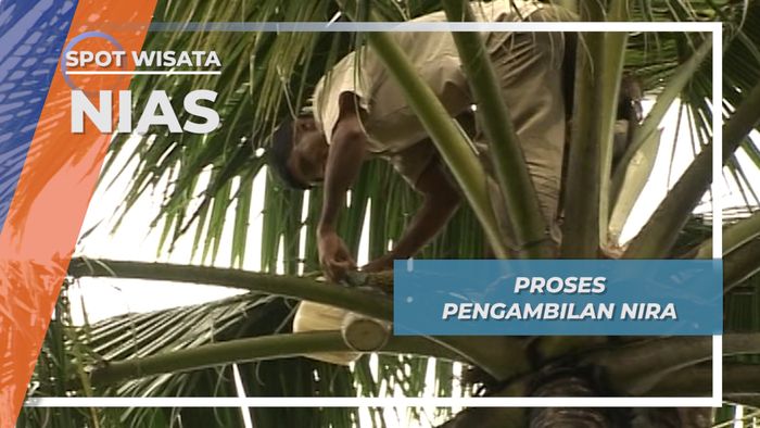 Nira, Bahan Tuo Nifaro dari Pohon Kelapa, Nias