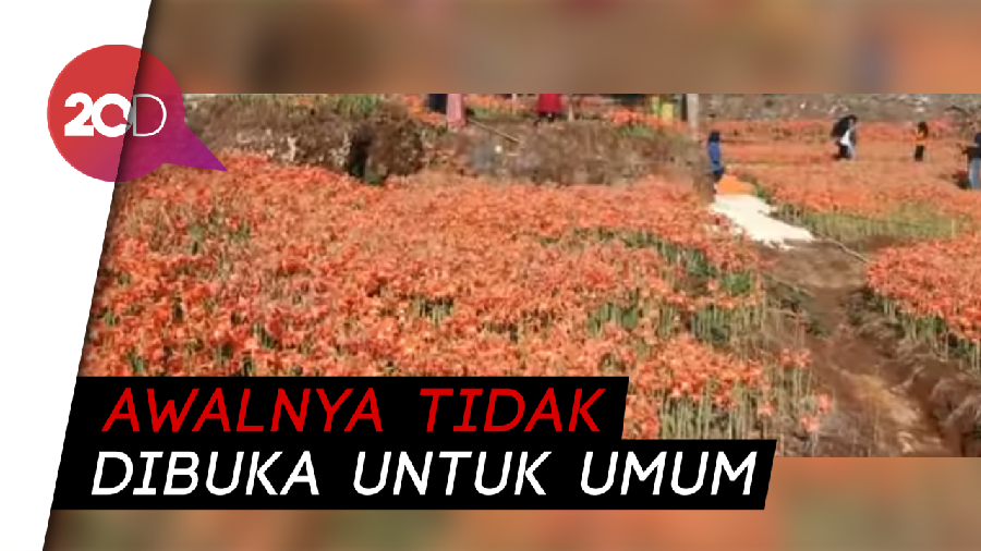 Saat Indahnya Bunga Amarilis Mekar
