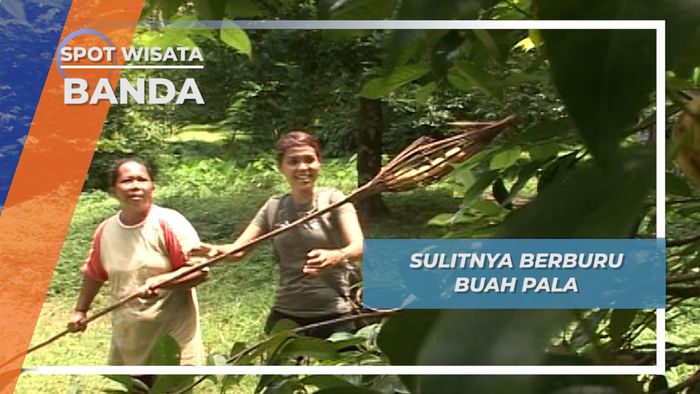 Pala Banda, Buah yang Diburu Berbagai Bangsa Besar Pada Masanya
