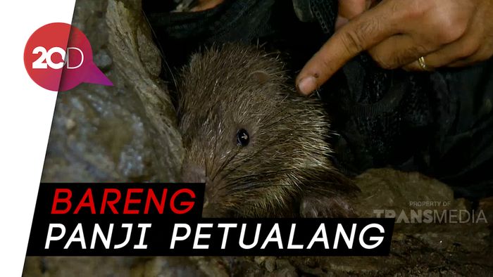 My Trip My Adventure: Bertemu Landak Jawa di Goa Sumedang