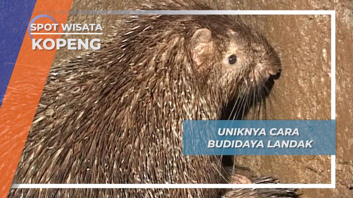 Budidaya Landak, Keunikan Wisata di Kopeng