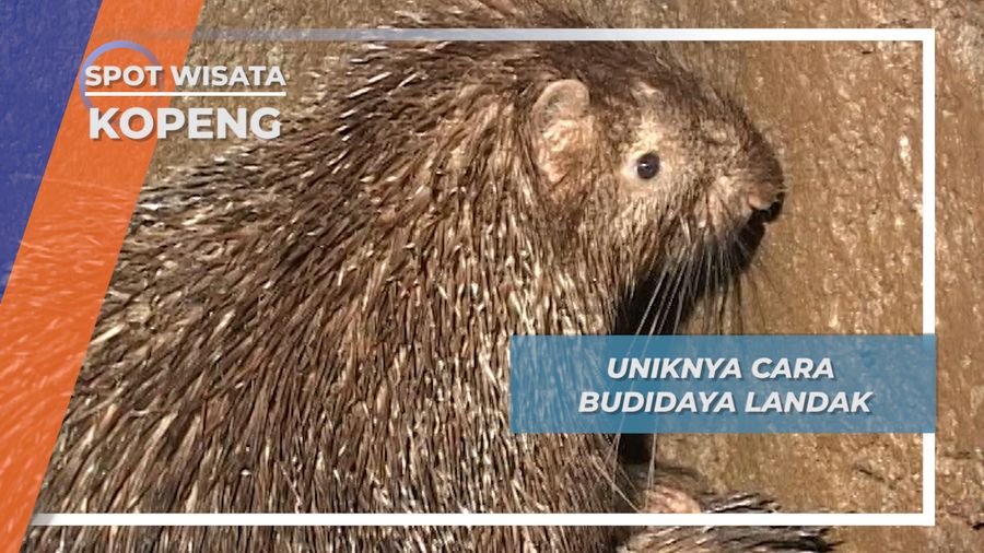 Budidaya Landak, Keunikan Wisata di Kopeng
