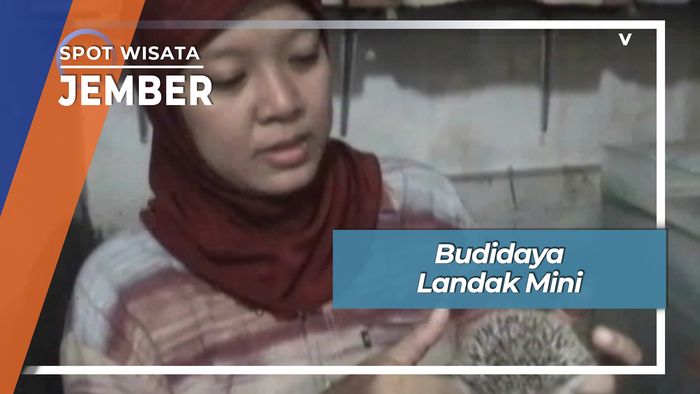 Landak Mini, Budidaya Mandiri Penghasil Rupiah Jember