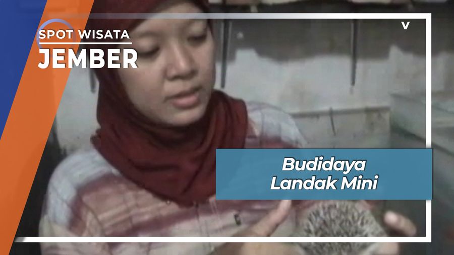 Landak Mini, Budidaya Mandiri Penghasil Rupiah Jember
